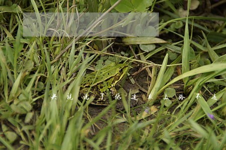 央视说了低速车上路不违法 央视说了低速车上路不违法