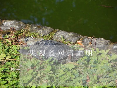 央视谈网贷逾期 央视谈网贷逾期