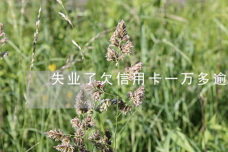 失业了欠信用卡一万多逾期 失业了欠信用卡一万多逾期