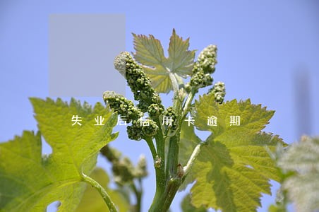 失业后信用卡逾期