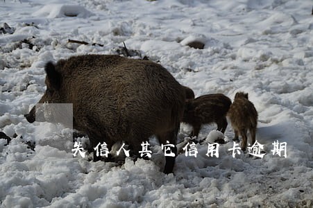 失信人其它信用卡逾期 失信人其它信用卡逾期