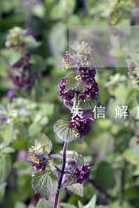 失信解除到法院哪个部门 失信解除到法院哪个部门