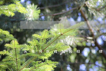 头屯河区宾馆转租合同律师在线 头屯河区宾馆转租合同律师在线