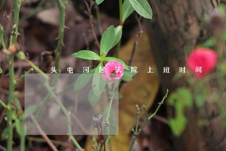 头屯河区法院上班时间