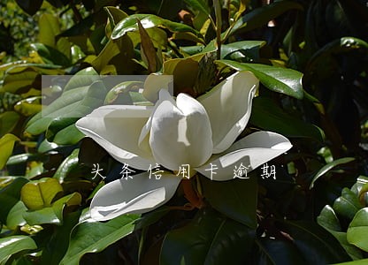 头条信用卡逾期
