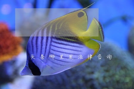 头条哪里发法律咨询 头条哪里发法律咨询