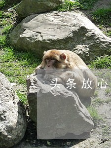 头条放心借逾期一天会影响信用吗 头条放心借逾期一天会影响信用吗
