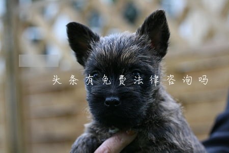 头条有免费法律咨询吗