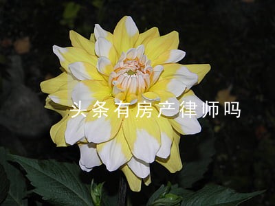 头条有房产律师吗