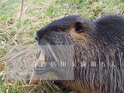 奇妙信用卡逾期五天 奇妙信用卡逾期五天