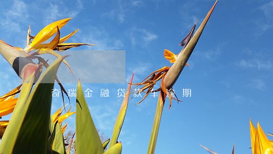 奇瑞金融贷款车逾期 奇瑞金融贷款车逾期