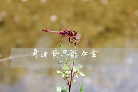 奇速贷只还本金 奇速贷只还本金