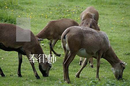 奉律师 奉律师