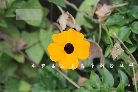 奉节县知名离婚纠纷律师在线询问 奉节县知名离婚纠纷律师在线询问