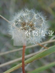 奉贤专业律师 奉贤专业律师