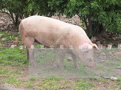奉贤公司法律顾问律师 奉贤公司法律顾问律师