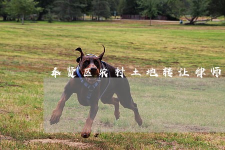 奉贤区农村土地转让律师价格 奉贤区农村土地转让律师价格