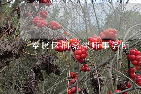 奉贤区刑案律师事务所 奉贤区刑案律师事务所