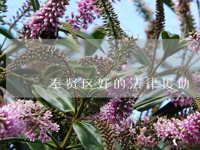 奉贤区好的法律援助 奉贤区好的法律援助