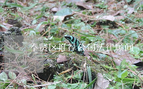 奉贤区推荐公司法律顾问 奉贤区推荐公司法律顾问