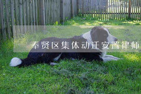 奉贤区集体动迁安置律师费用