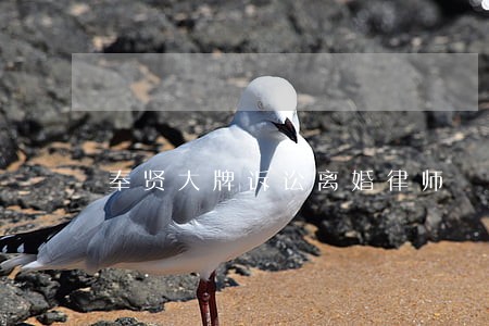 奉贤大牌诉讼离婚律师 奉贤大牌诉讼离婚律师