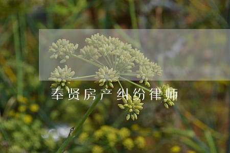 奉贤房产纠纷律师 奉贤房产纠纷律师