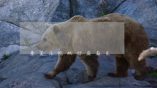 奉贤法院执行庭庭长 奉贤法院执行庭庭长