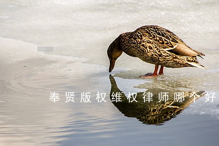 奉贤版权维权律师哪个好 奉贤版权维权律师哪个好