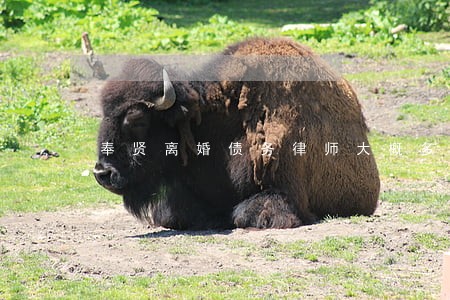 奉贤离婚债务律师大概多少钱 奉贤离婚债务律师大概多少钱