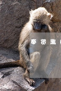 奉贤离婚债务律师有哪些 奉贤离婚债务律师有哪些