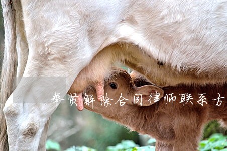奉贤解除合同律师联系方式 奉贤解除合同律师联系方式