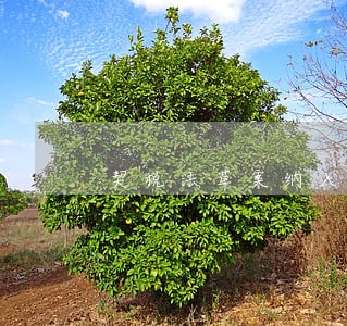 契税法草案纳入立法 契税法草案纳入立法