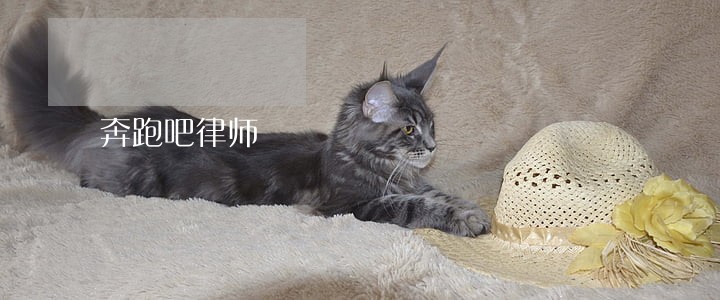 奔跑吧律师 奔跑吧律师
