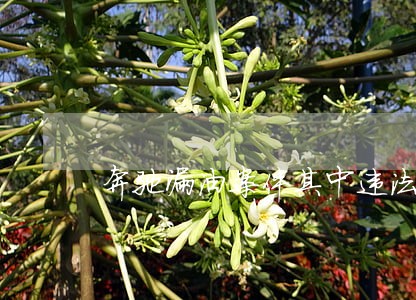 奔驰漏油案件其中违法的地方