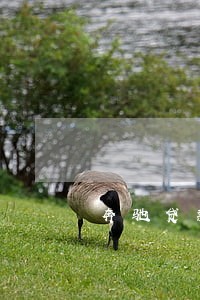 奔驰贷款逾期严重怎么解决