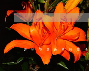 奔驰贷款逾期短信样本