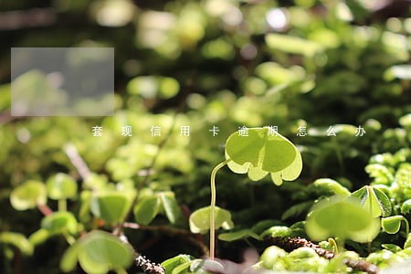 套现信用卡逾期怎么办