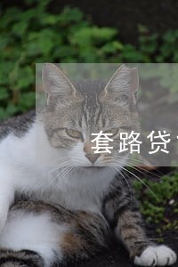 套路贷能只还本金吗