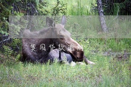 奥园贷款逾期 奥园贷款逾期