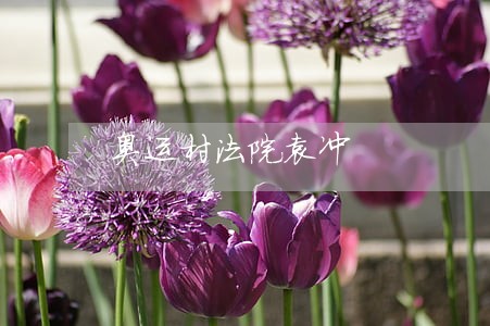 奥运村法院袁冲 奥运村法院袁冲