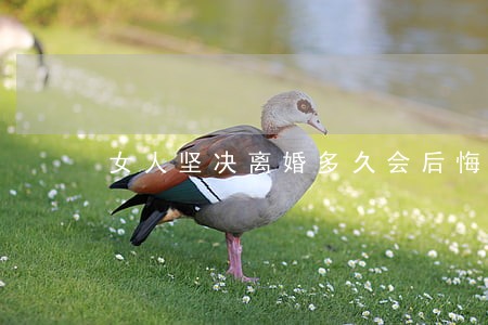 女人坚决离婚多久会后悔 女人坚决离婚多久会后悔