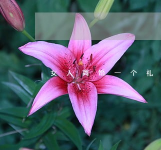 女人离婚一个礼拜就再婚 女人离婚一个礼拜就再婚