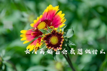 女人离婚后会最想做什么