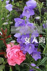 女人离婚后怎么安葬 女人离婚后怎么安葬