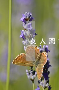 女人离婚后怎么维护婚姻 女人离婚后怎么维护婚姻