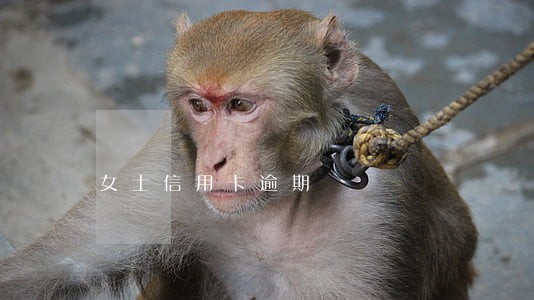 女士信用卡逾期 女士信用卡逾期