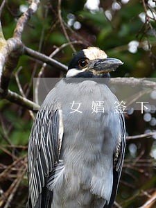女婿签下的离婚协议 女婿签下的离婚协议
