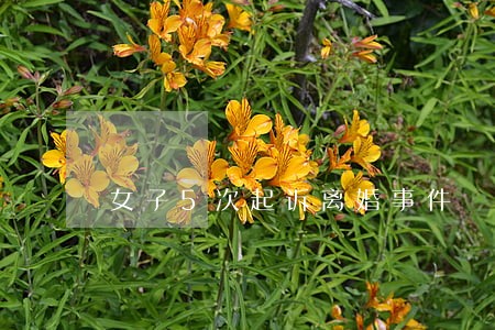 女子5次起诉离婚事件 女子5次起诉离婚事件