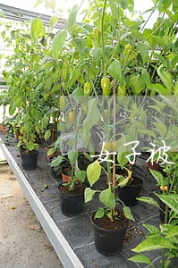 女子被拘留15日 女子被拘留15日